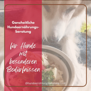 Ernährungsberatung Hund
