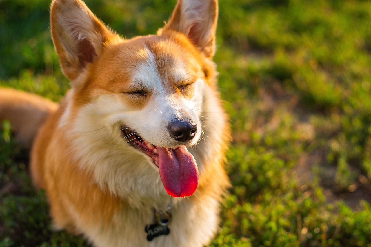 corgi-6673343_1280